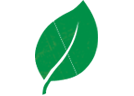 green leaf