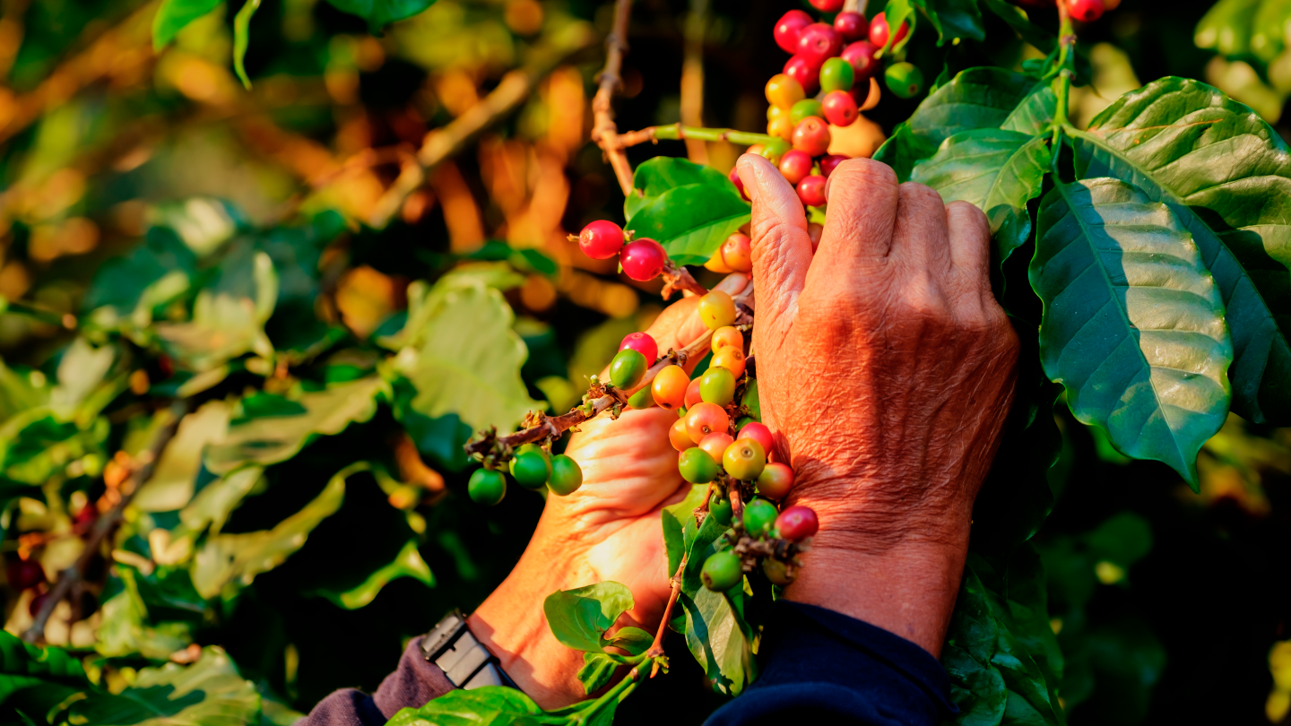 grown respectfully picking coffee cherries