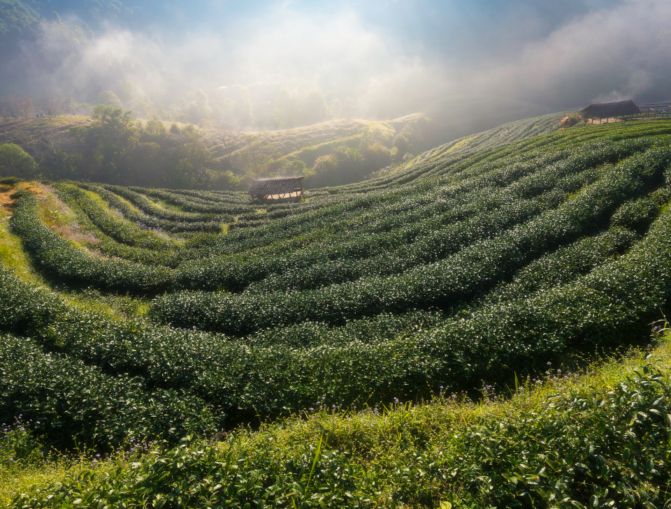 Sustainability Fields Banner
