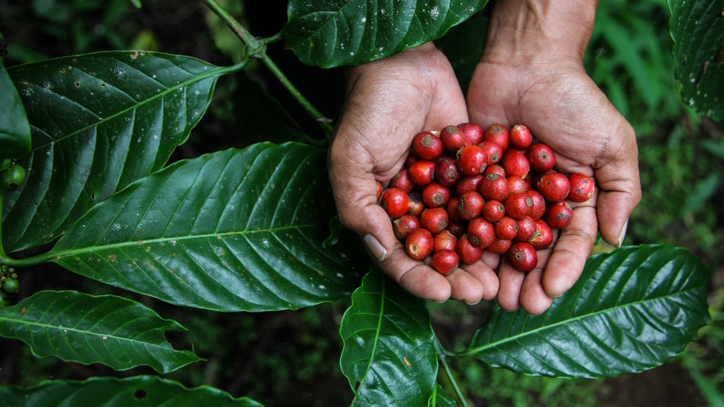 hands holding coffee beans