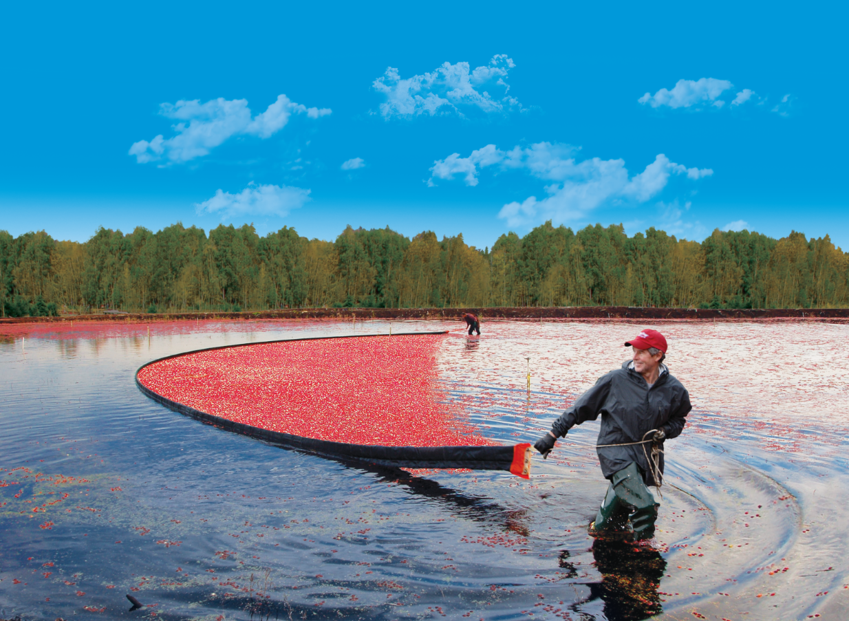 ocean spray cranberry juice sustainability