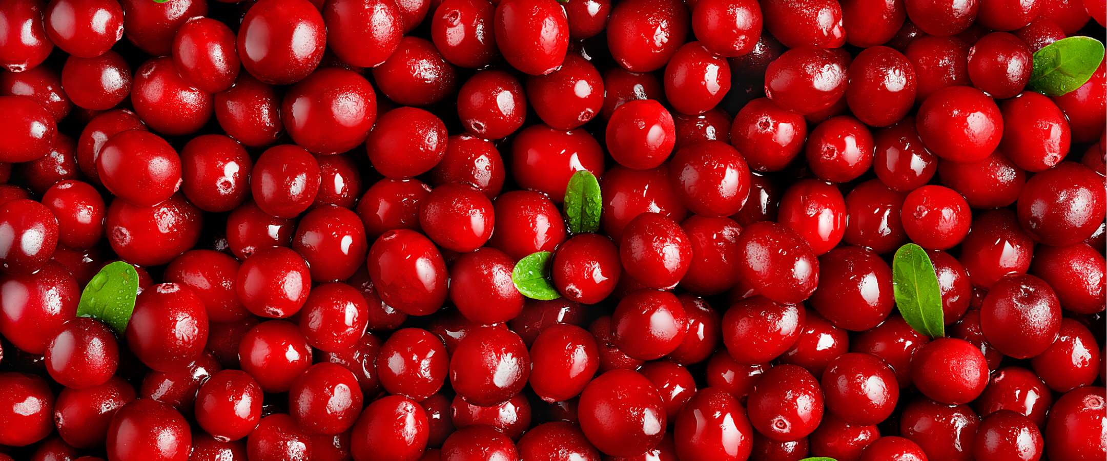 Cranberry Banner