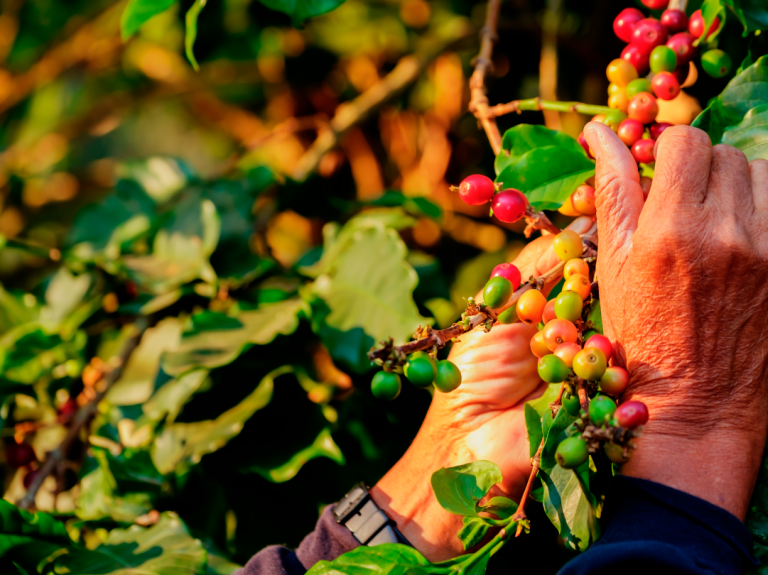 grown respectfully picking coffee cherries