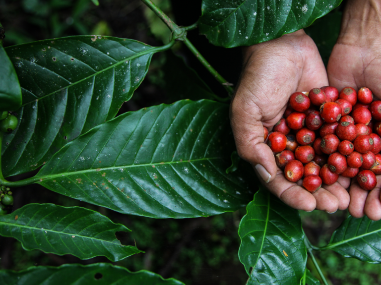 hands holding coffee beans