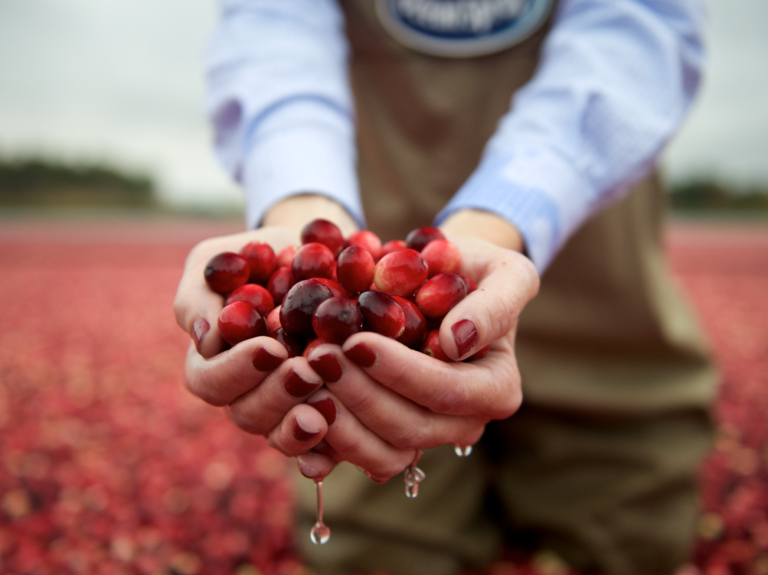 ocean spray cranberry juice farms