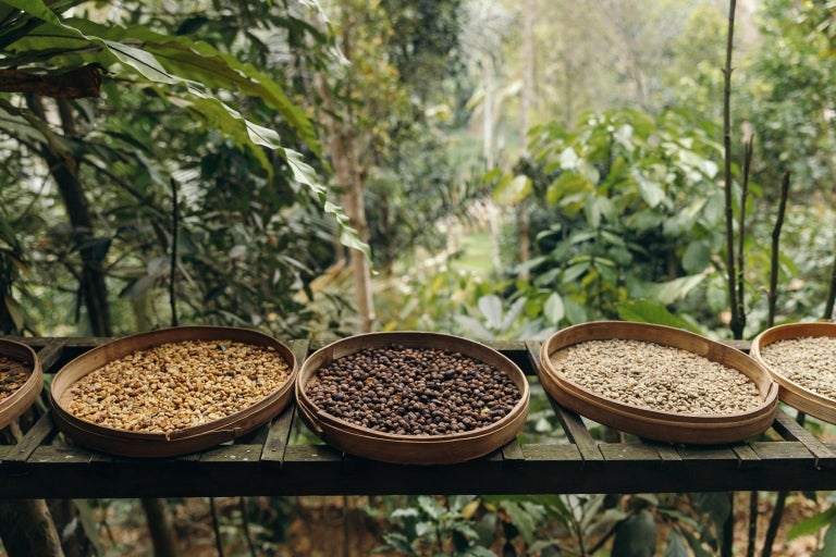Different Coffee Roasts